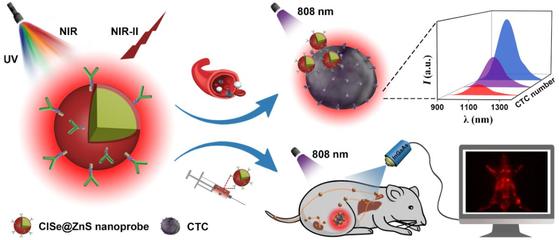 中科院福建物構(gòu)所陳學(xué)元團(tuán)隊(duì)新型近紅外二區(qū)發(fā)光量子點(diǎn)生物標(biāo)記獲新進(jìn)展