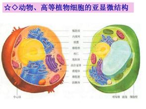 生物細胞的基本結(jié)構(gòu)
