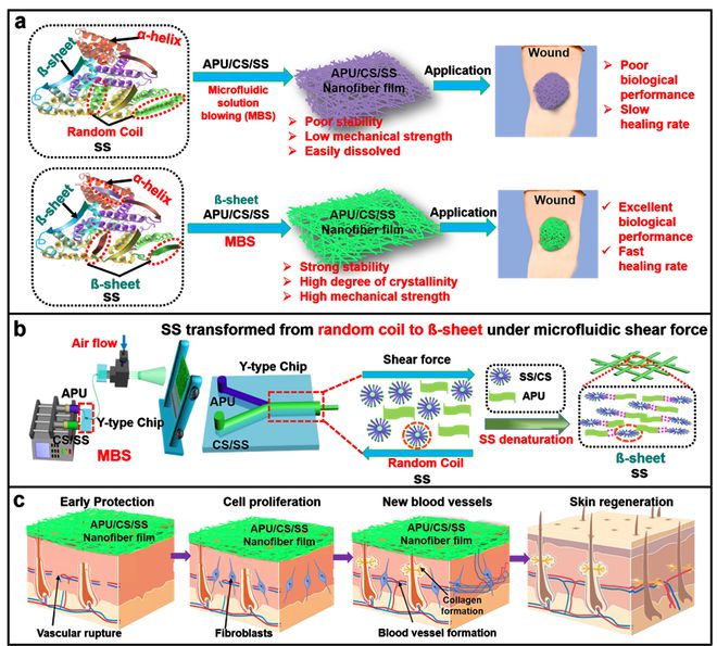 福建農(nóng)林龐杰團隊《Adv. Fiber Mater.》:基于微流控氣噴紡絲技術(shù)構(gòu)筑低成本的絲膠蛋白基人造皮膚